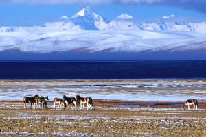 Lake Manasarovar